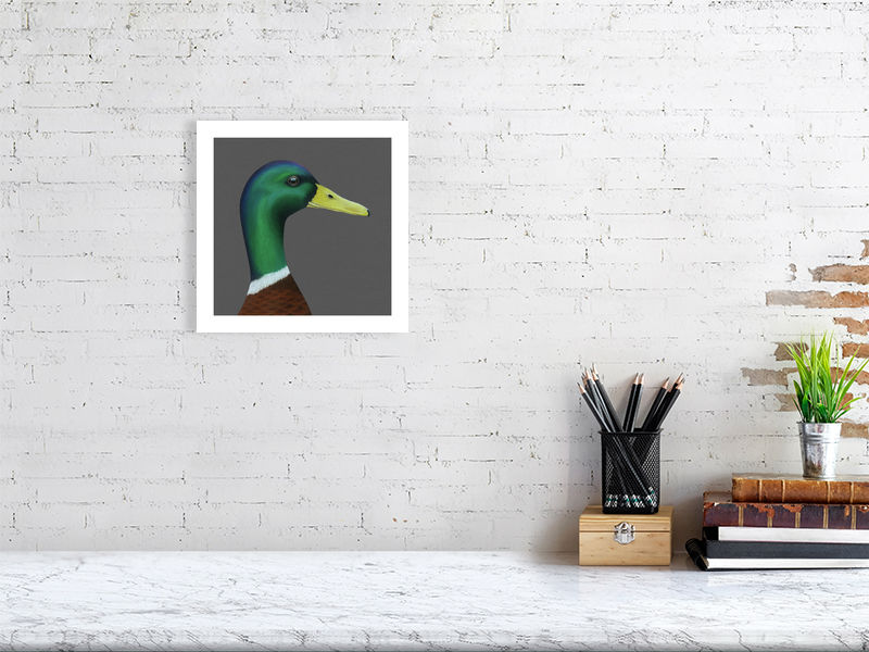Duck
