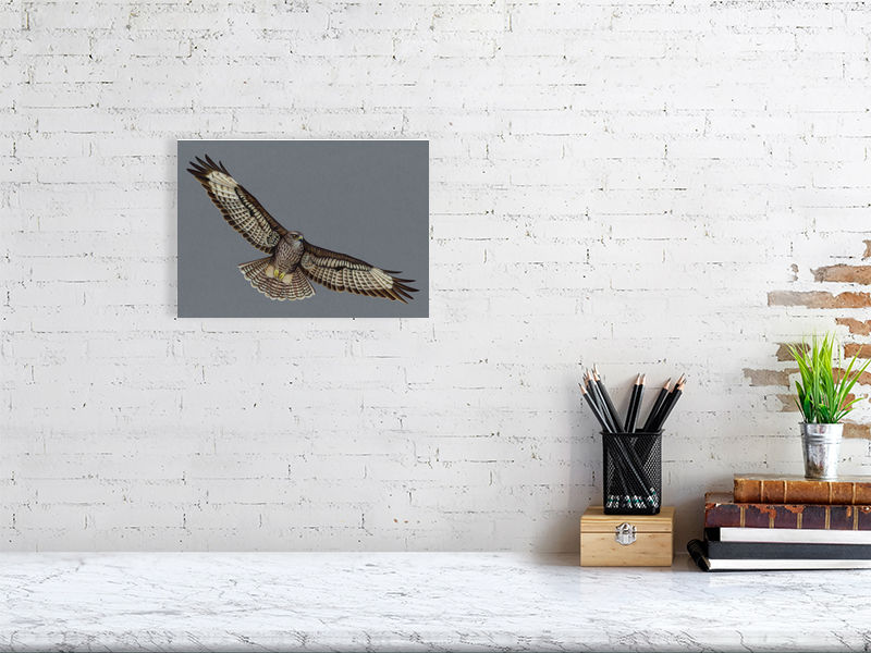 Buzzard Illustration (Colour Pencil on card) Giclee Print