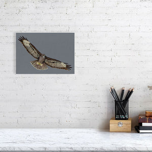 Buzzard Illustration (Colour Pencil on card) Giclee Print