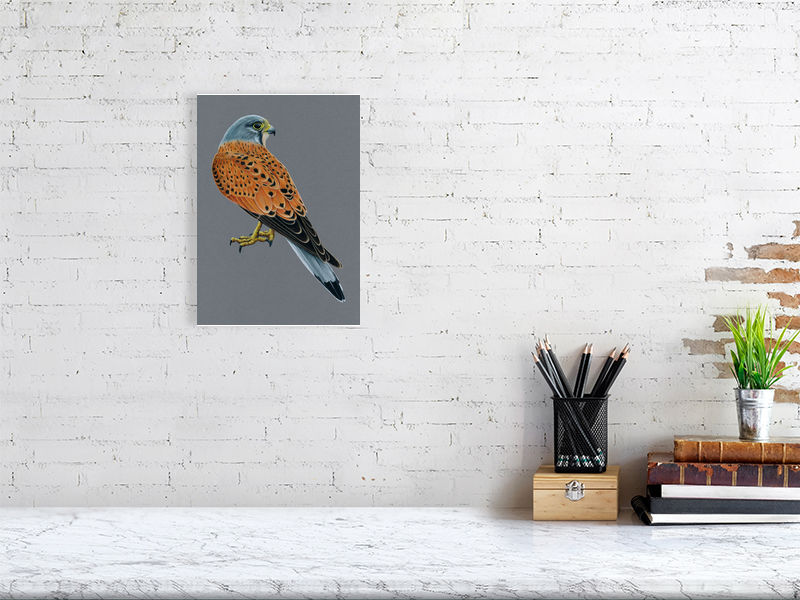 Kestrel Illustration (Colour Pencil on card) Giclee Print