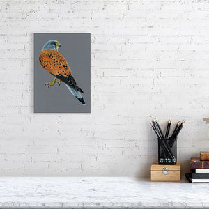 Kestrel Illustration (Colour Pencil on card) Giclee Print