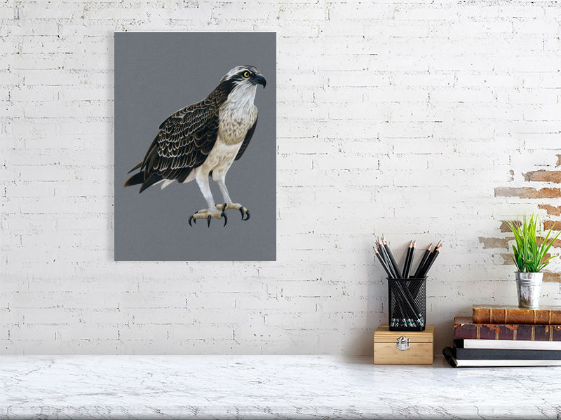 Osprey Illustration (Colour Pencil on card) Giclee Print
