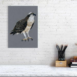 Osprey Illustration (Colour Pencil on card) Giclee Print