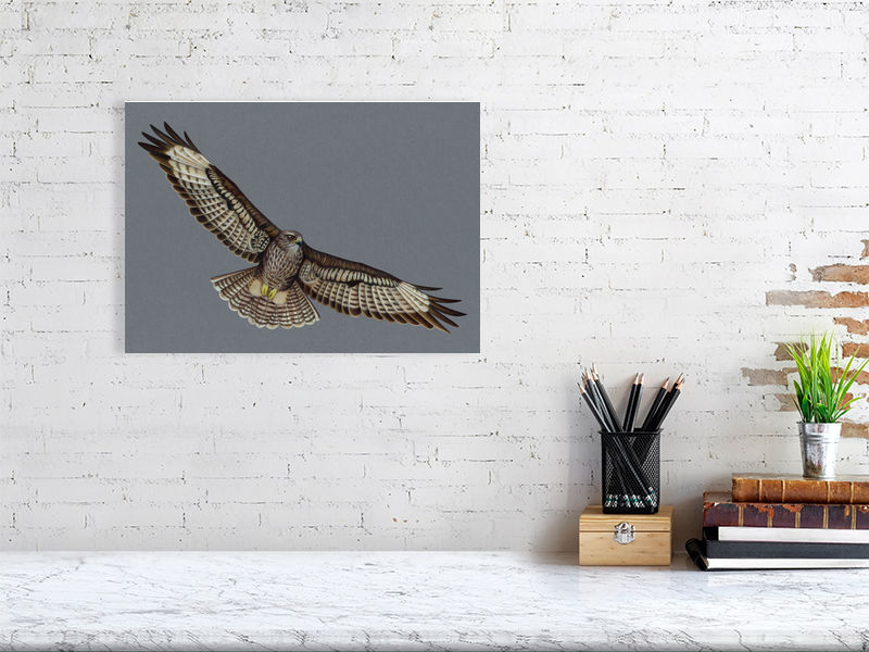 Buzzard Illustration (Colour Pencil on card) Giclee Print