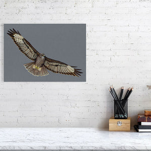 Buzzard Illustration (Colour Pencil on card) Giclee Print