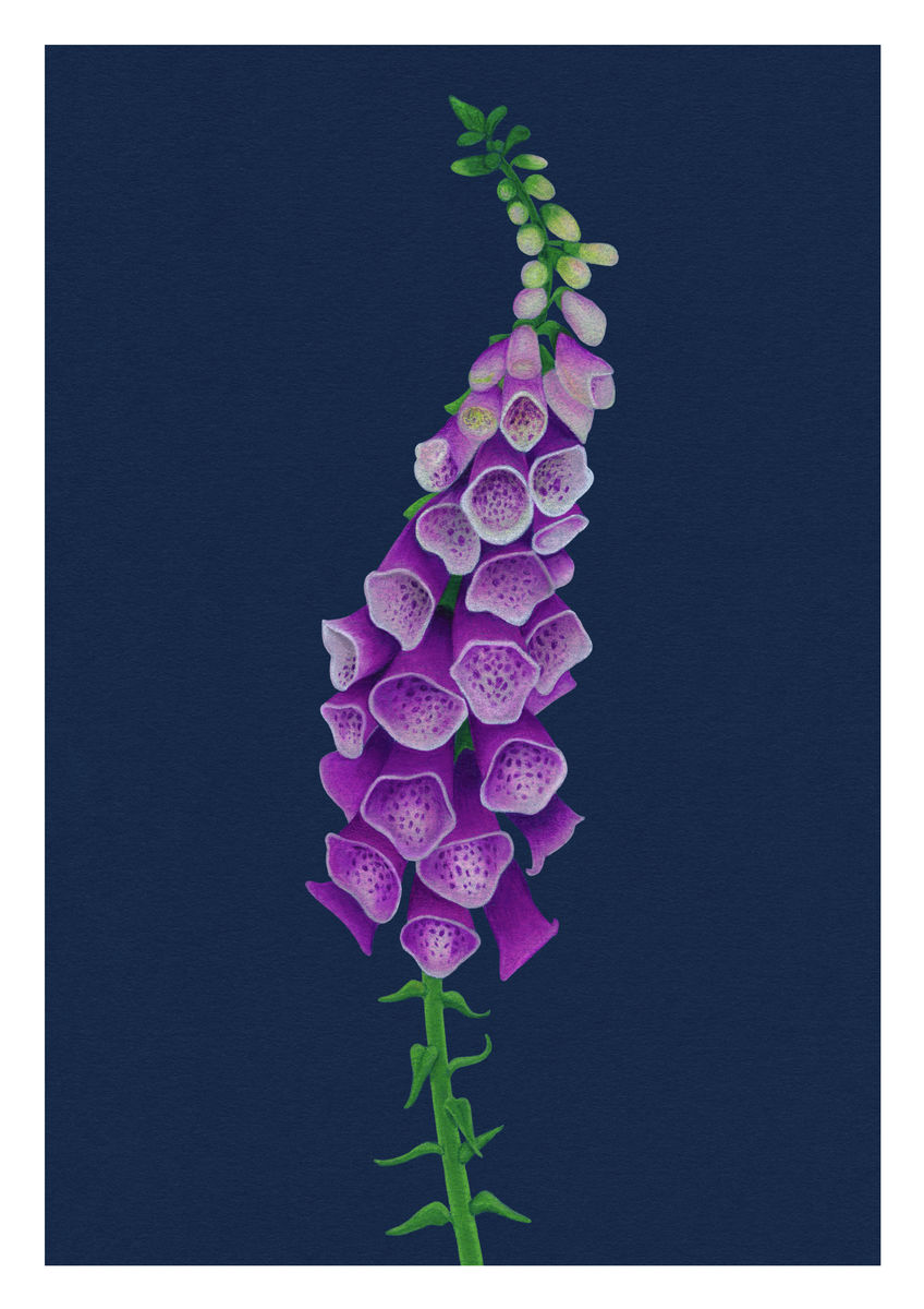 Botanical Illustration study of a Foxglove - Giclee Print