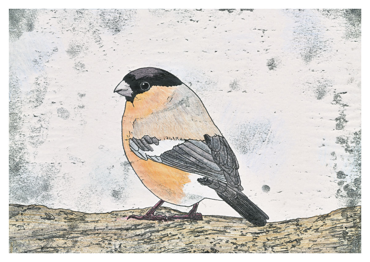 A hand coloured monoprint of a Bullfinch. Available as a Premium Giclee Print.