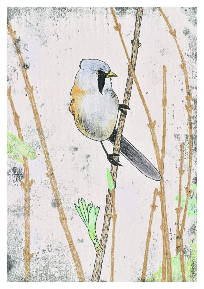 Bearded Tit