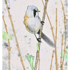 Bearded Tit
