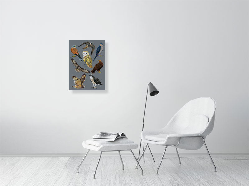 British Birds of Prey Illustration (Colour Pencil on card) Giclee Print