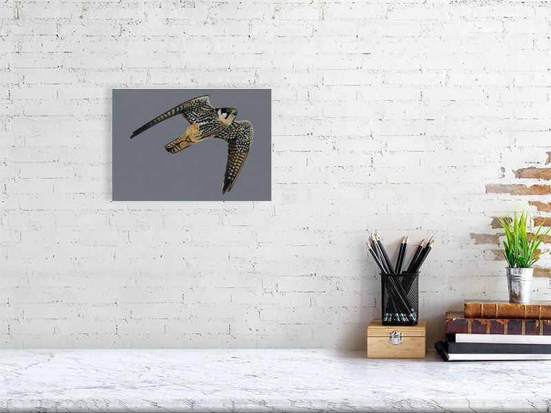 Hobby Illustration (Colour Pencil on card) Giclee Print