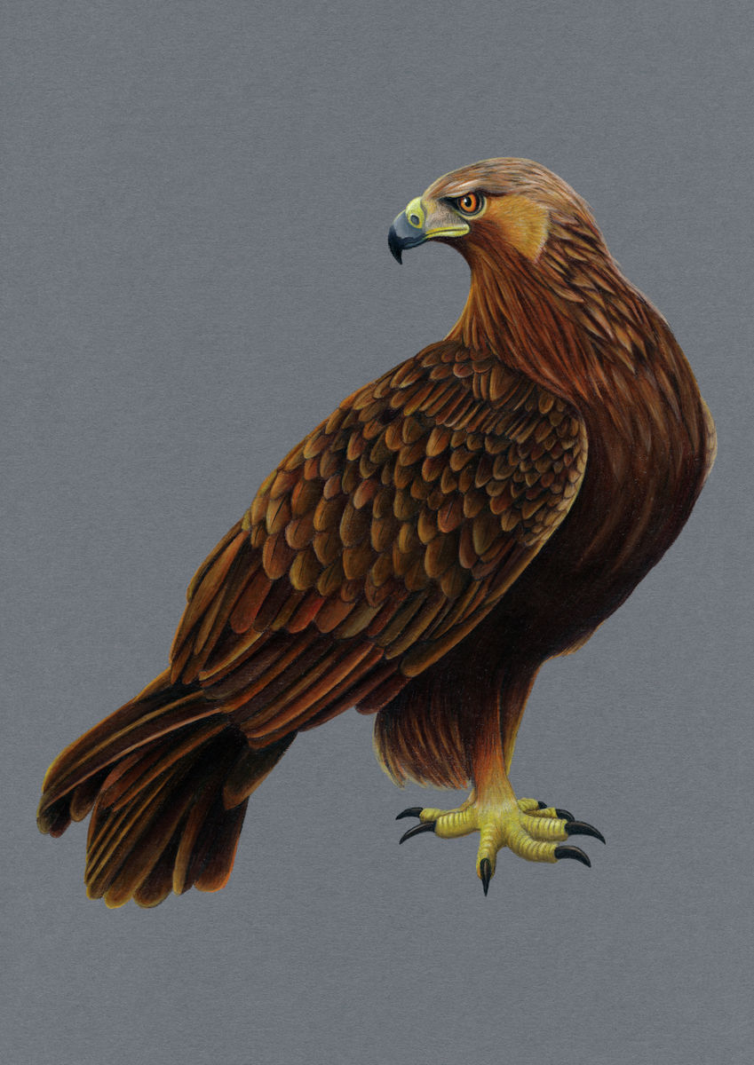 Golden Eagle Illustration (Colour Pencil on card) Giclee Print