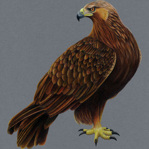 Golden Eagle Illustration (Colour Pencil on card) Giclee Print