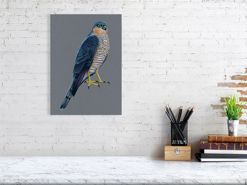 Sparrowhawk Illustration (Colour Pencil on card) Giclee Print