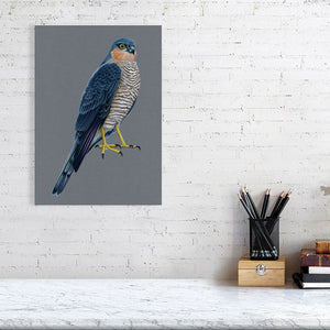 Sparrowhawk Illustration (Colour Pencil on card) Giclee Print