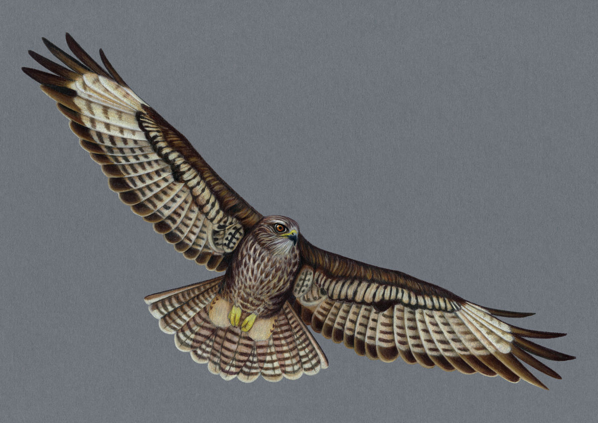 Buzzard Illustration (Colour Pencil on card) Giclee Print