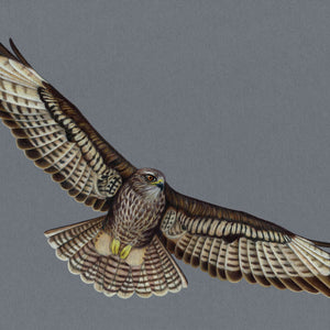 Buzzard Illustration (Colour Pencil on card) Giclee Print