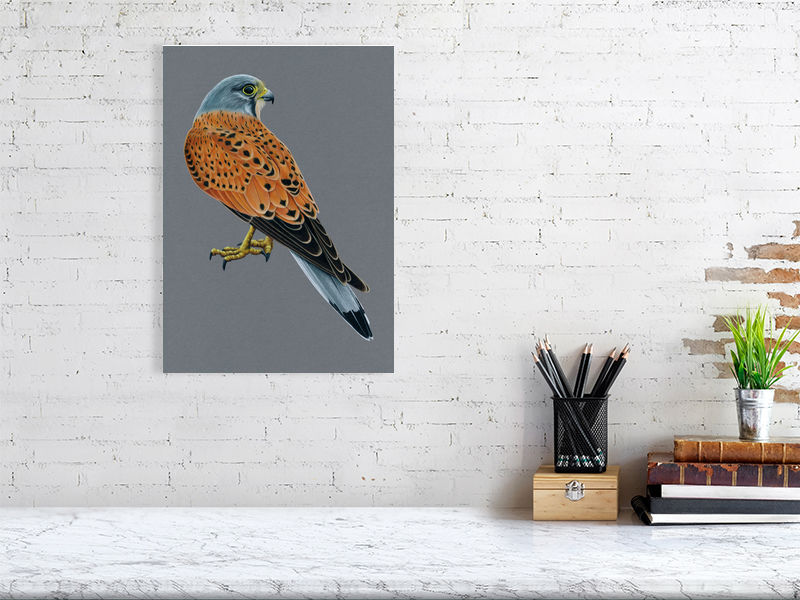 Kestrel Illustration (Colour Pencil on card) Giclee Print