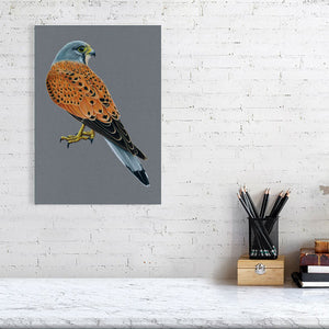 Kestrel Illustration (Colour Pencil on card) Giclee Print