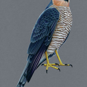 Sparrowhawk Illustration (Colour Pencil on card) Giclee Print