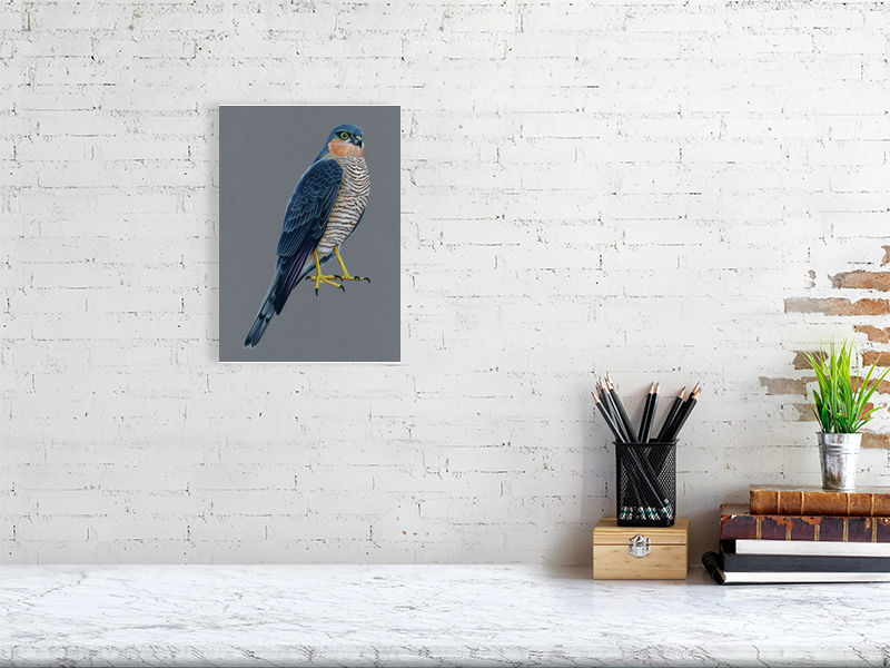 Sparrowhawk Illustration (Colour Pencil on card) Giclee Print