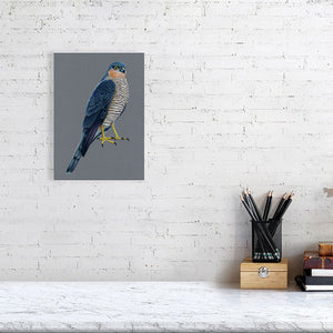 Sparrowhawk Illustration (Colour Pencil on card) Giclee Print