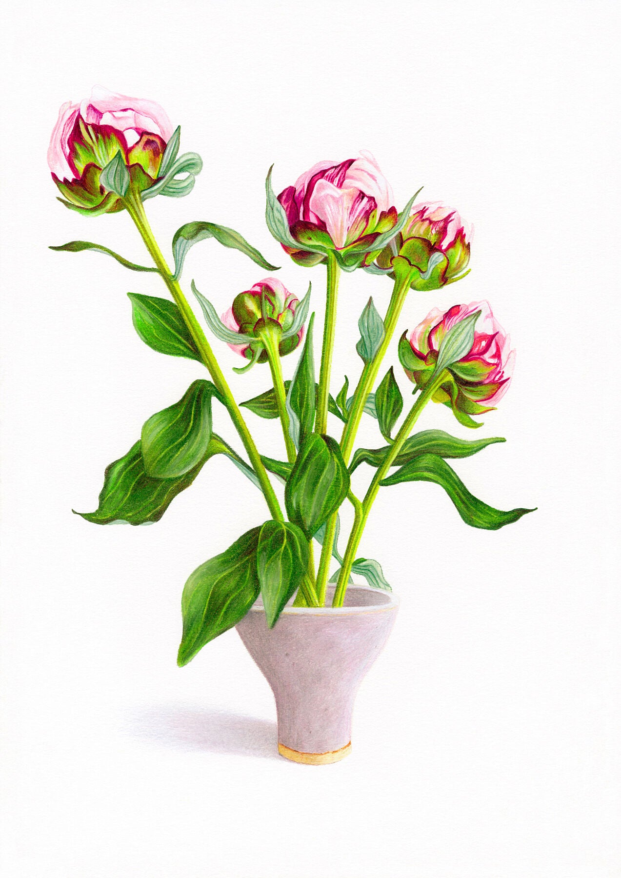 Peonies