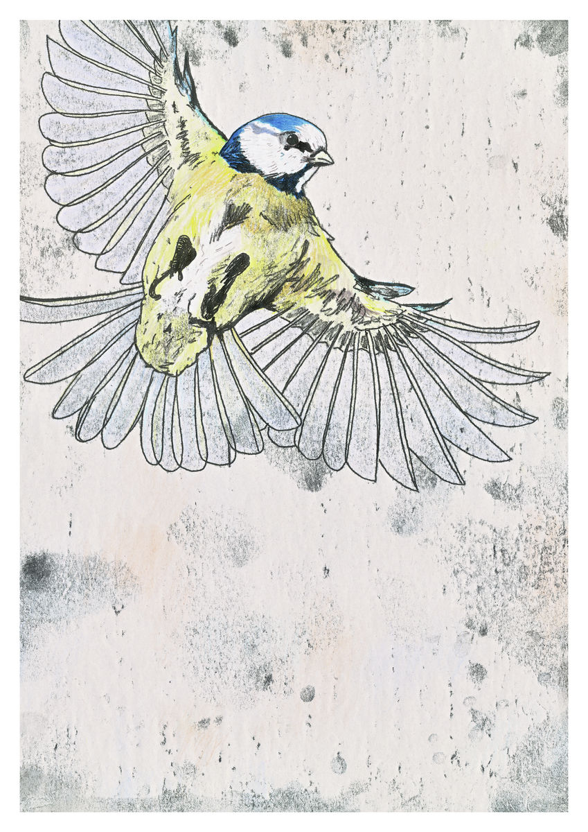 A hand coloured monoprint of a Blue Tit in flight - A3 Giclee Print.