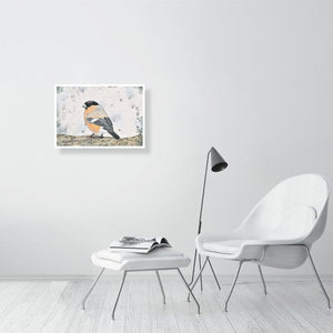 Bullfinch