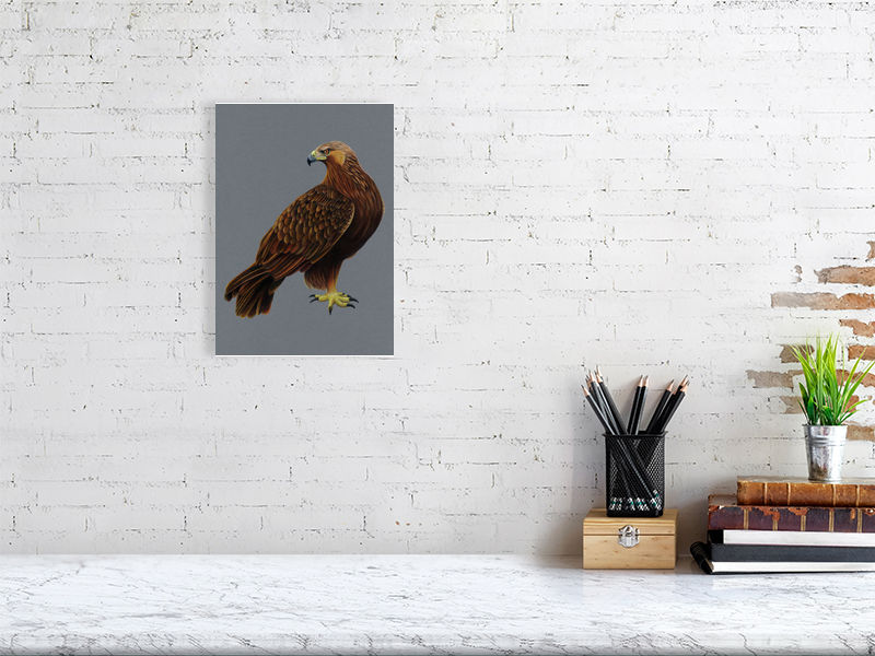 Golden Eagle Illustration (Colour Pencil on card) Giclee Print