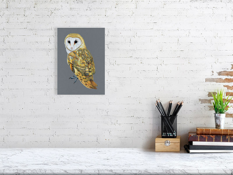Barn Owl Illustration (Colour Pencil on card) Giclee Print