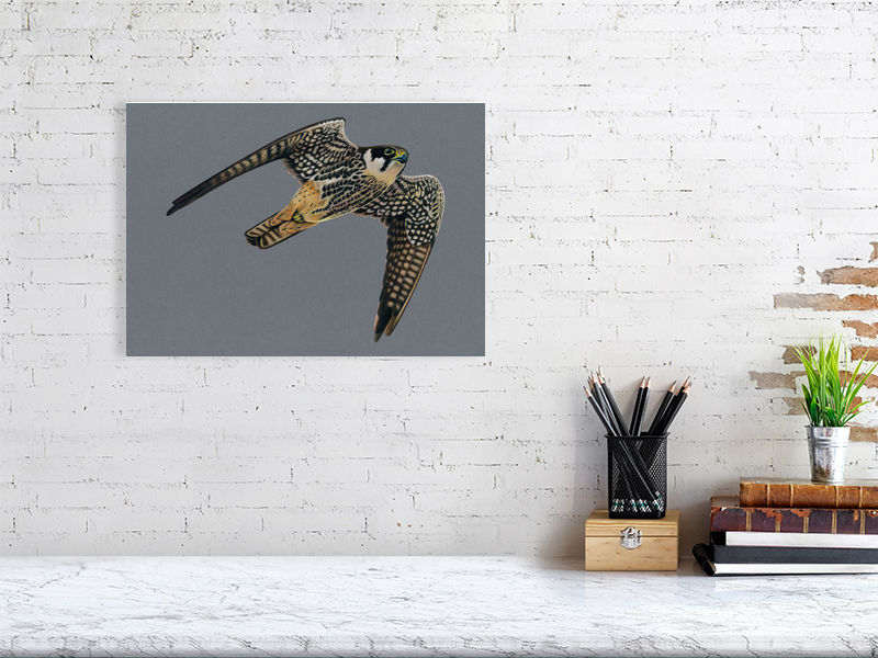 Hobby Illustration (Colour Pencil on card) Giclee Print