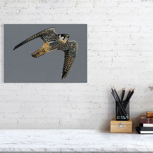 Hobby Illustration (Colour Pencil on card) Giclee Print