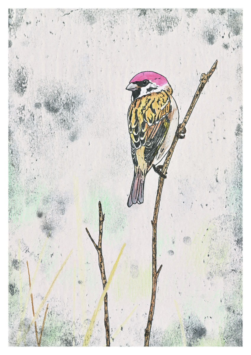 House sparrow artwork - hand coloured monoprint. Available as a Giclee Print.