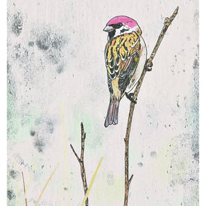 House sparrow artwork - hand coloured monoprint. Available as a Giclee Print.