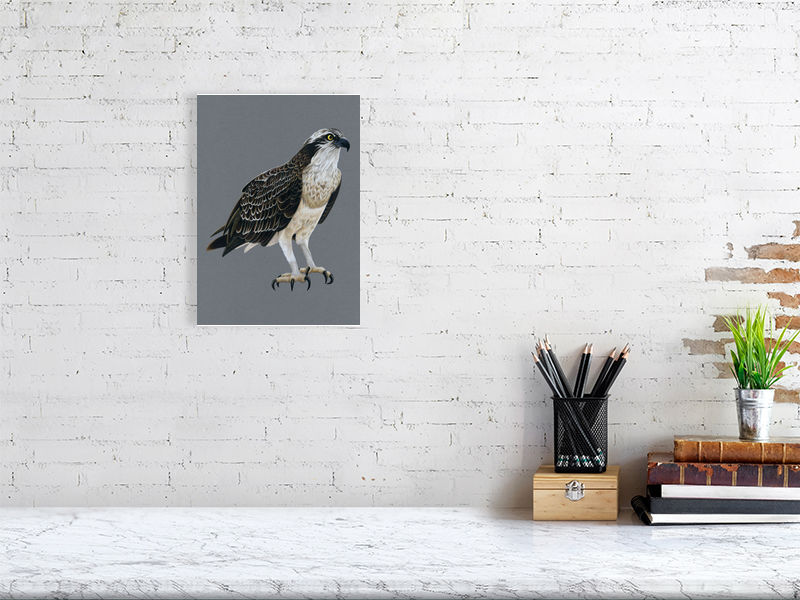 Osprey Illustration (Colour Pencil on card) Giclee Print