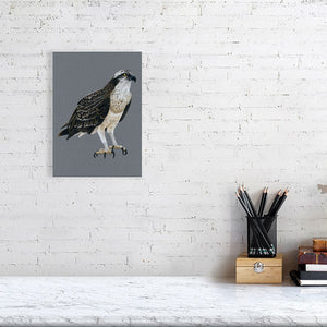 Osprey Illustration (Colour Pencil on card) Giclee Print