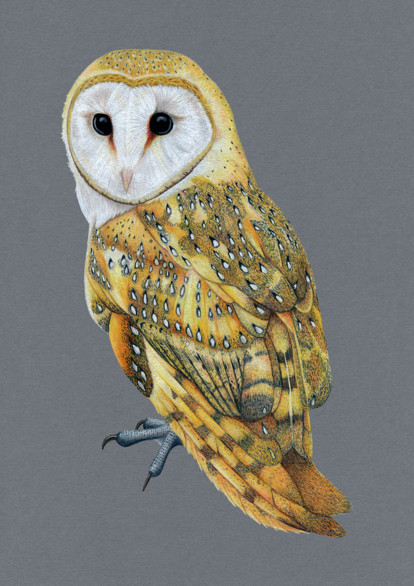 Barn Owl Illustration (Colour Pencil on card) Giclee Print