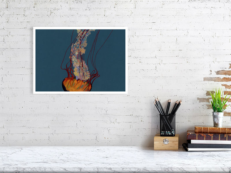 Sea Nettle Jellyfish