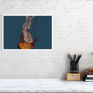 Sea Nettle Jellyfish