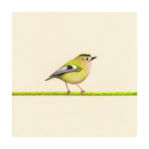 Goldcrest