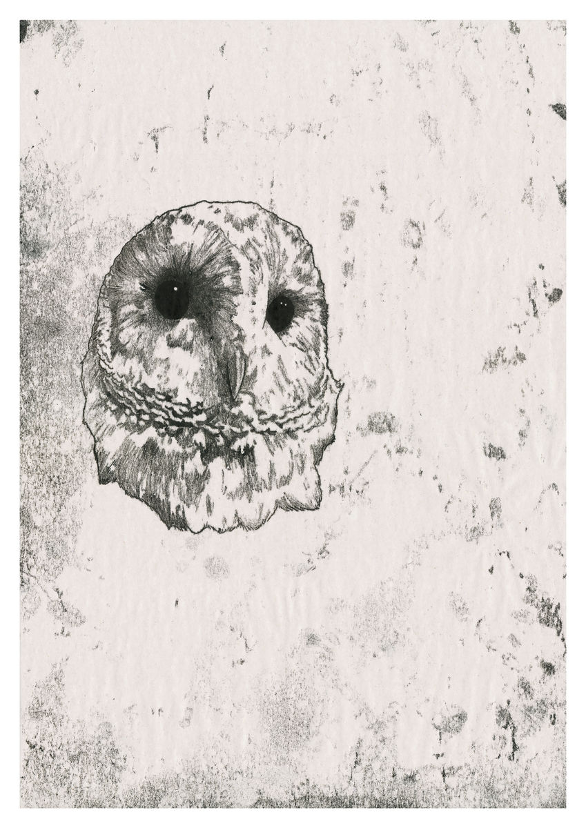 Original artwork of a Barn Owl, created as a monoprint. Available as a Giclee Print.
