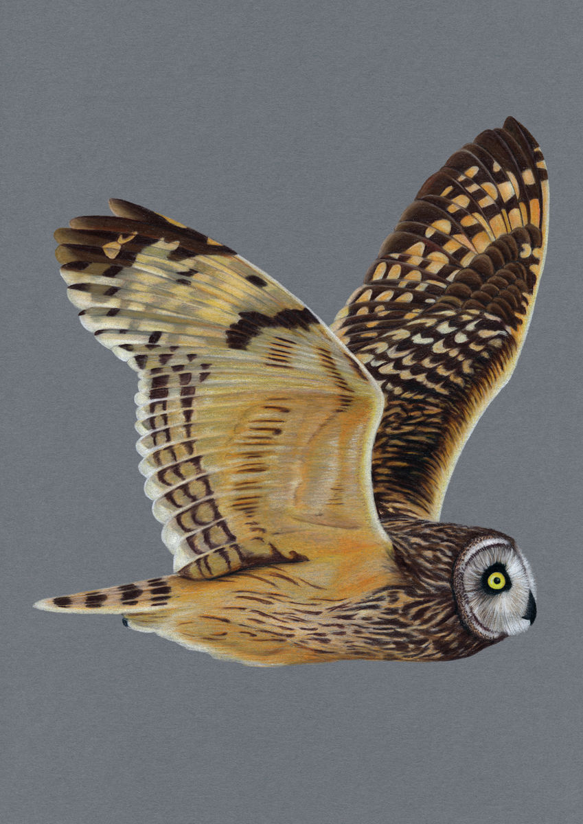 Short Eared Owl Illustration (Colour Pencil on card) Giclee Print