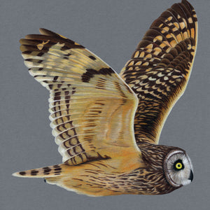Short Eared Owl Illustration (Colour Pencil on card) Giclee Print