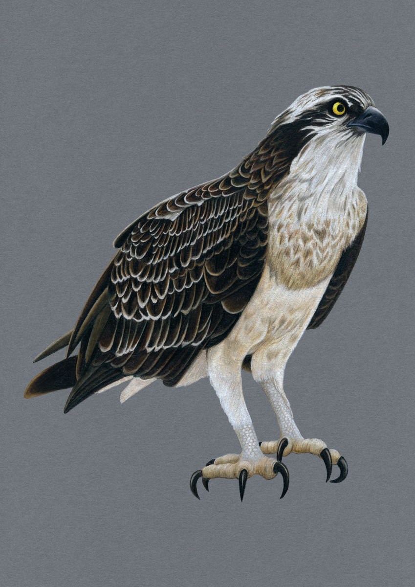 Osprey Illustration (Colour Pencil on card) Giclee Print