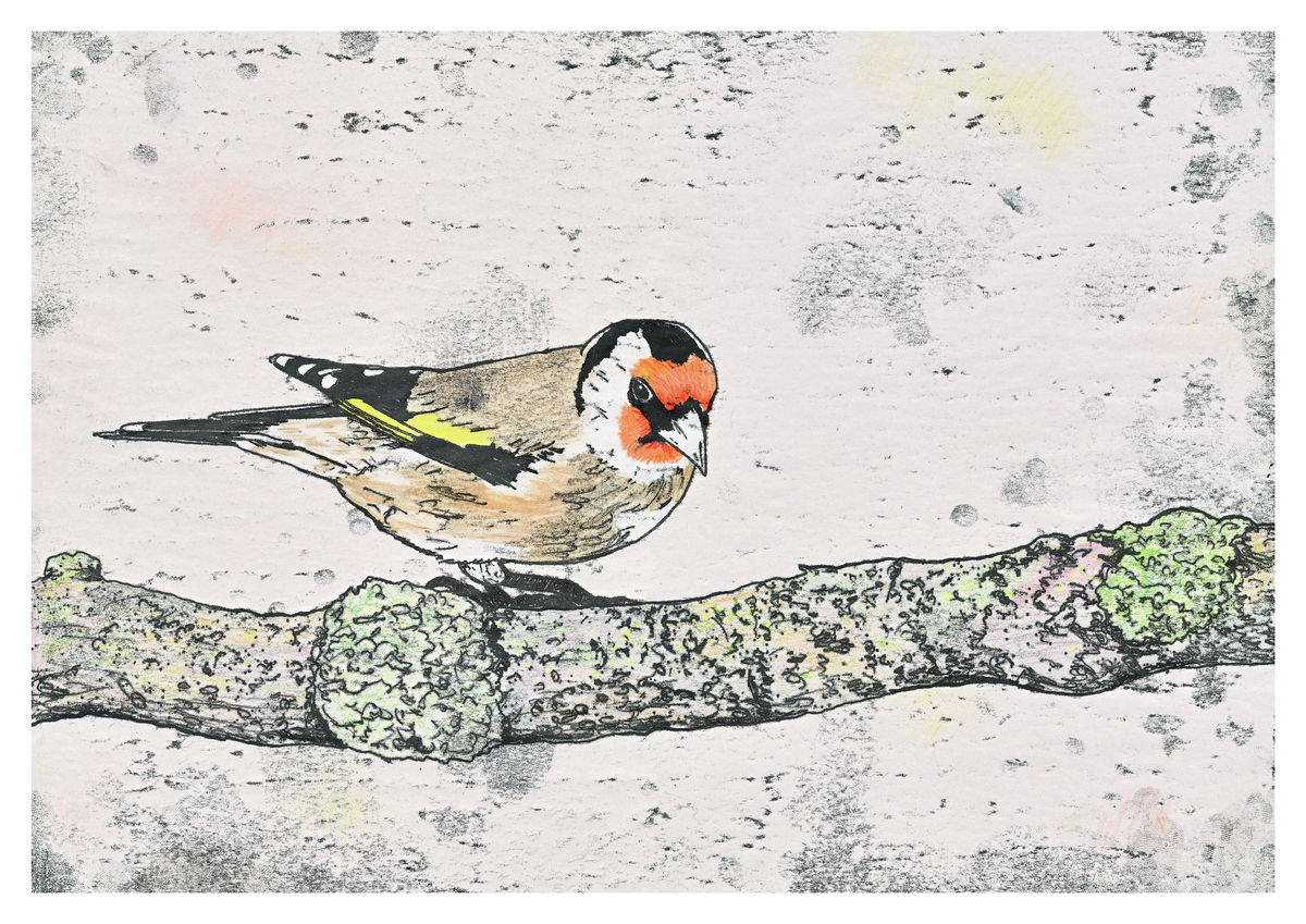 A hand coloured monoprint of a Goldfinch. Available as Fine Art Giclee Print.