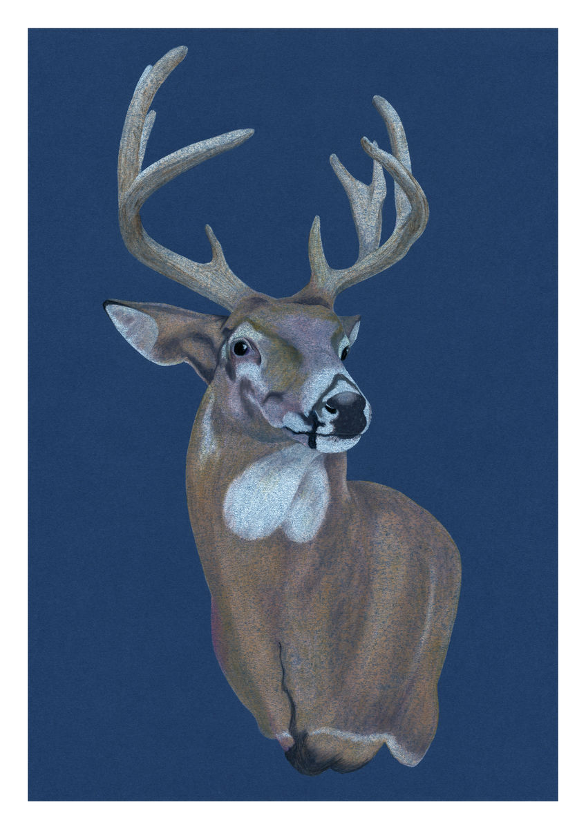 Artwork of a stag, seen in Arizona. Pencil on card. Available as a Giclee Print.