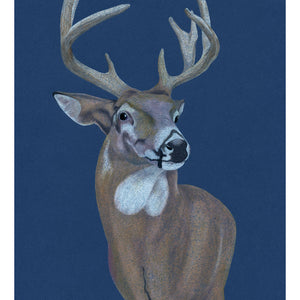 Artwork of a stag, seen in Arizona. Pencil on card. Available as a Giclee Print.