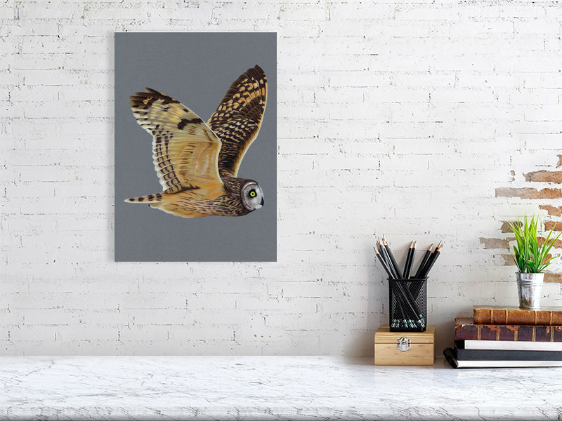 Short Eared Owl Illustration (Colour Pencil on card) Giclee Print