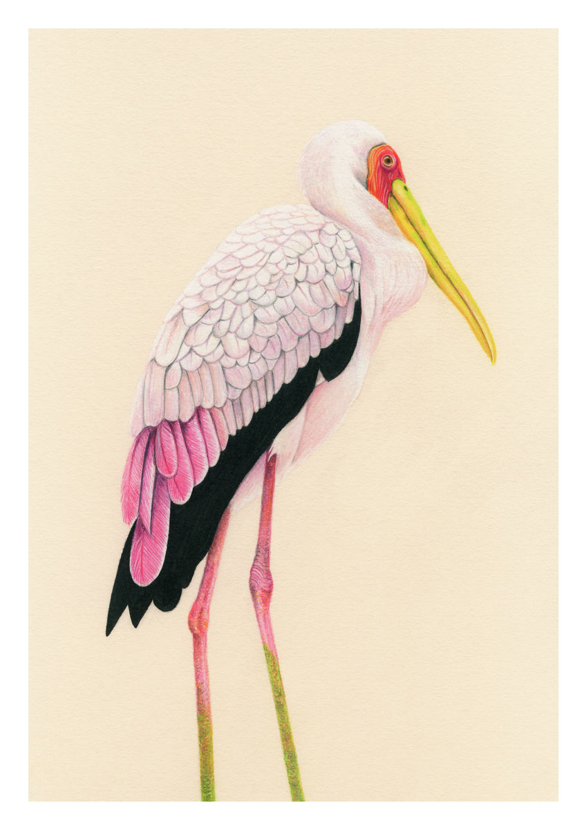 A colour pencil portrait of a Painted Stork, seen in the Bird Park in Kuala Lumper, Malaysia. Available as a Giclee Print.
